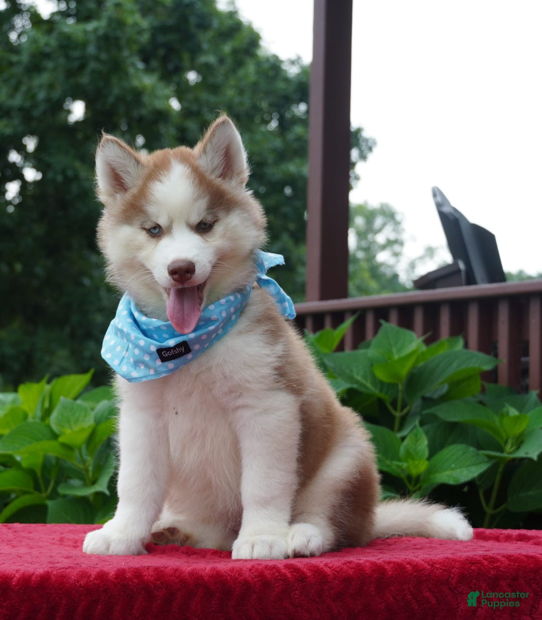 Siberian Husky dogs for sale: Cash - Image 5