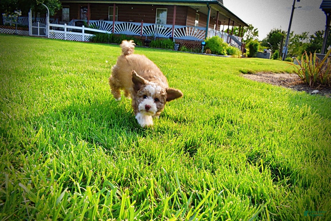 Havapoo dogs for sale: Webster - Image 15