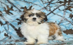 Shih Tzu dogs for sale: Izzy - Image 12