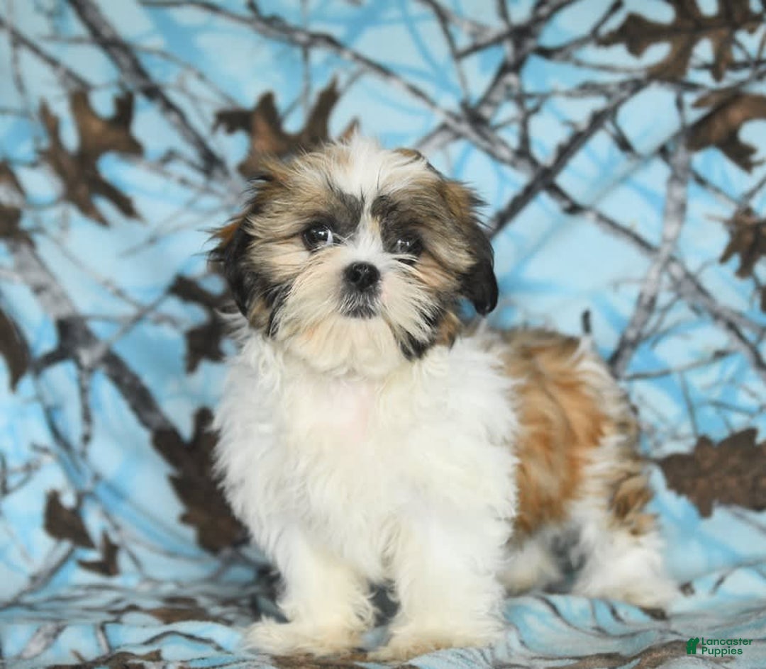 Shih Tzu dogs for sale: Izzy - Image 12