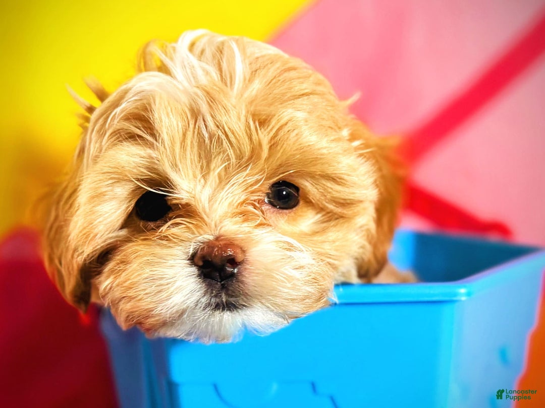 Maltipoo dogs for sale: Red Collared Boy - Image 12