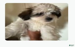 Shihpoo dogs for sale: Ray Ray - Image 6