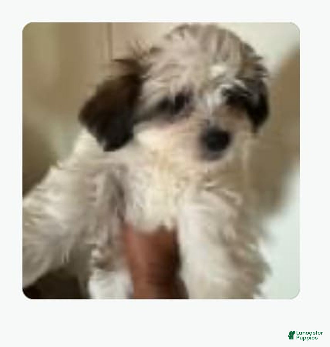 Shihpoo dogs for sale: Ray Ray - Image 6