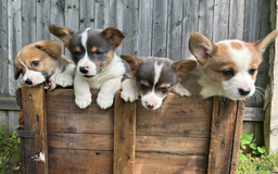 Welsh Corgi Pembroke dogs for sale: Fiona - Image 2