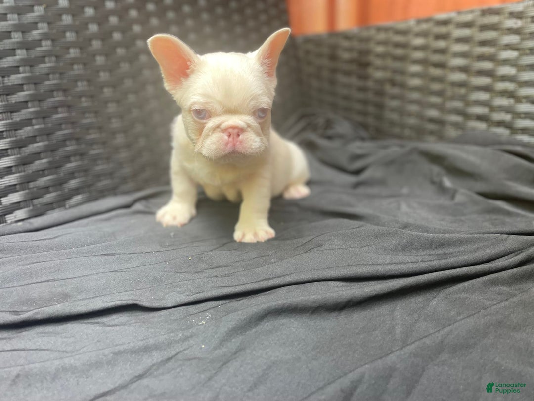 French Bulldog dogs for sale: Yang - Image 11