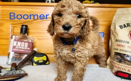 Standard Poodle dogs for sale: Boomer - Image 2
