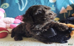 Maltipoo dogs for sale: Count Chocolate - Image 29