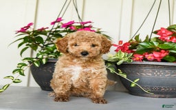Mini Goldendoodle dogs for sale: Nollie - Image 1