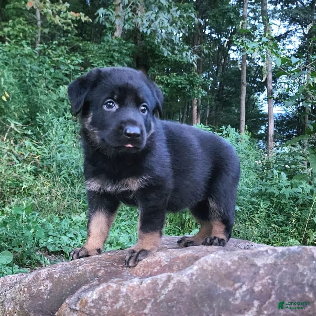 German Shepherd dogs for sale: Kat - Image 6