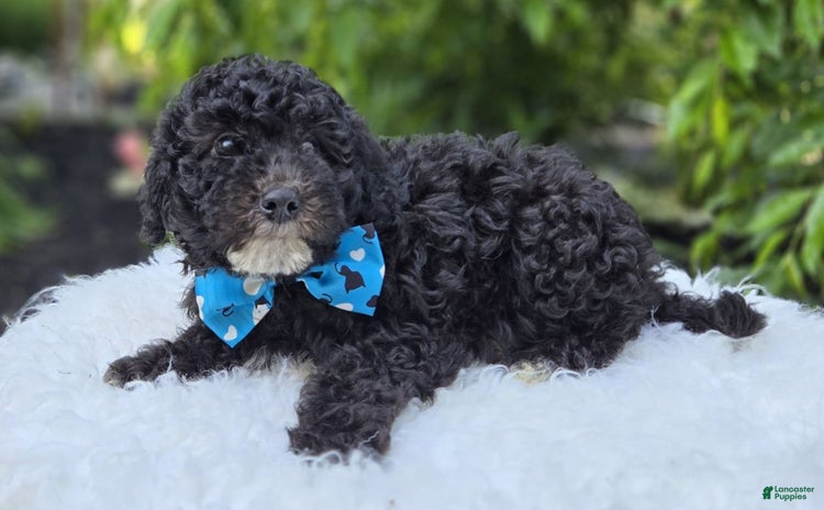  dogs for sale - Ad 4