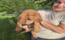 Bloodhound dogs for sale: Dark Green - Image 3