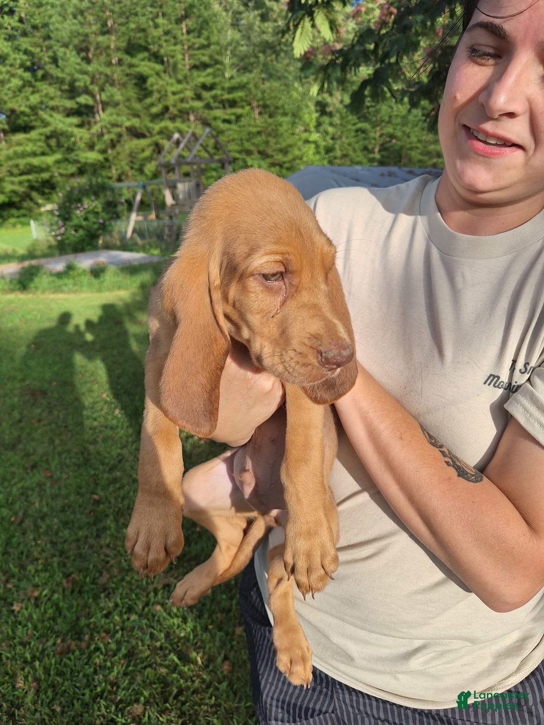 Bloodhound dogs for sale: Dark Green - Image 3