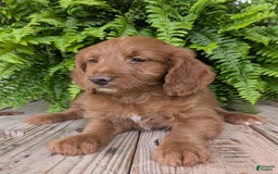 Goldendoodle dogs for sale: Ellie - Image 25