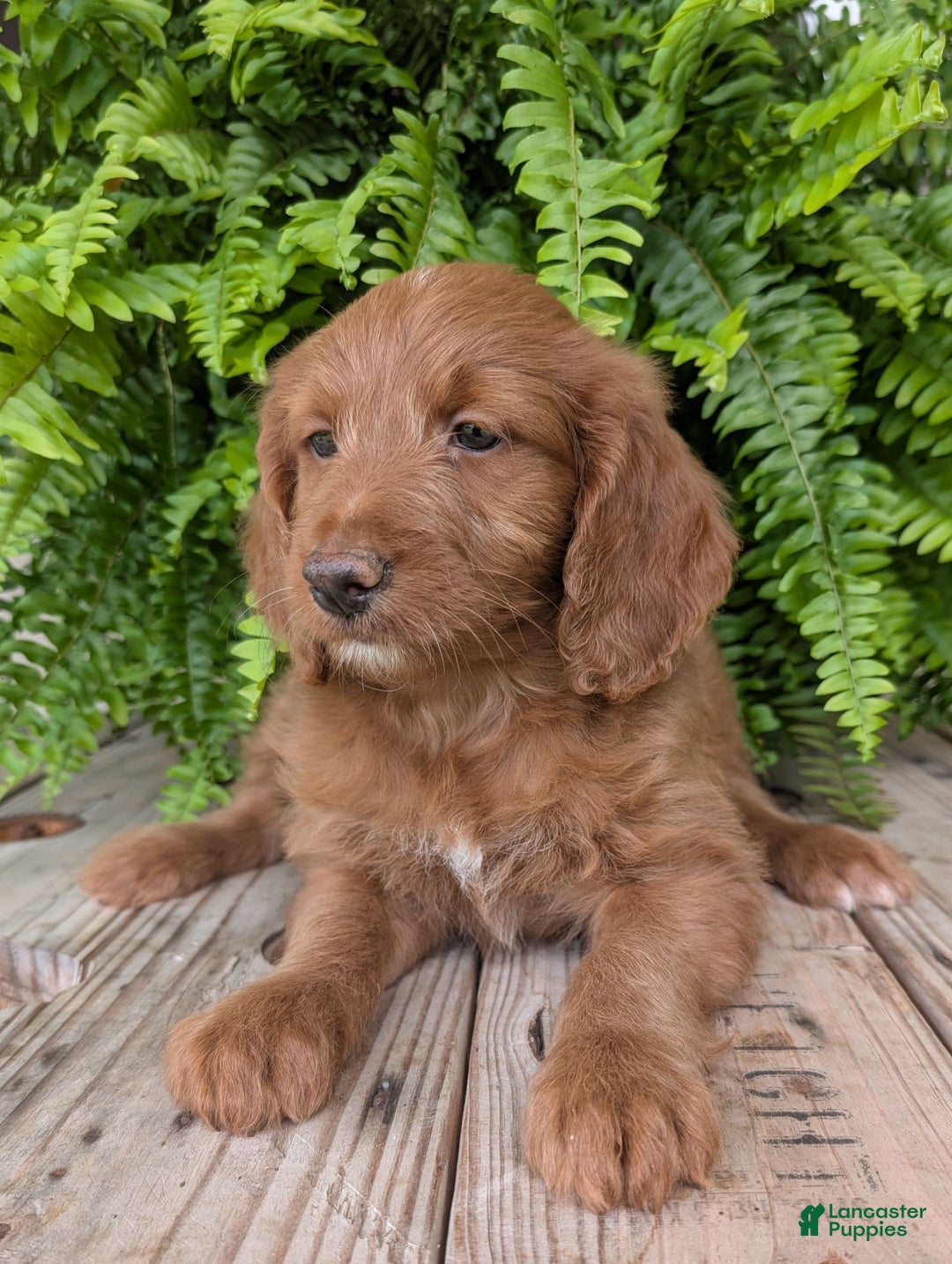 Goldendoodle dogs for sale: Ellie - Image 25