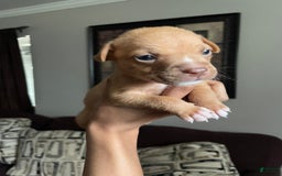 American Bully dogs for sale: Na - Image 2