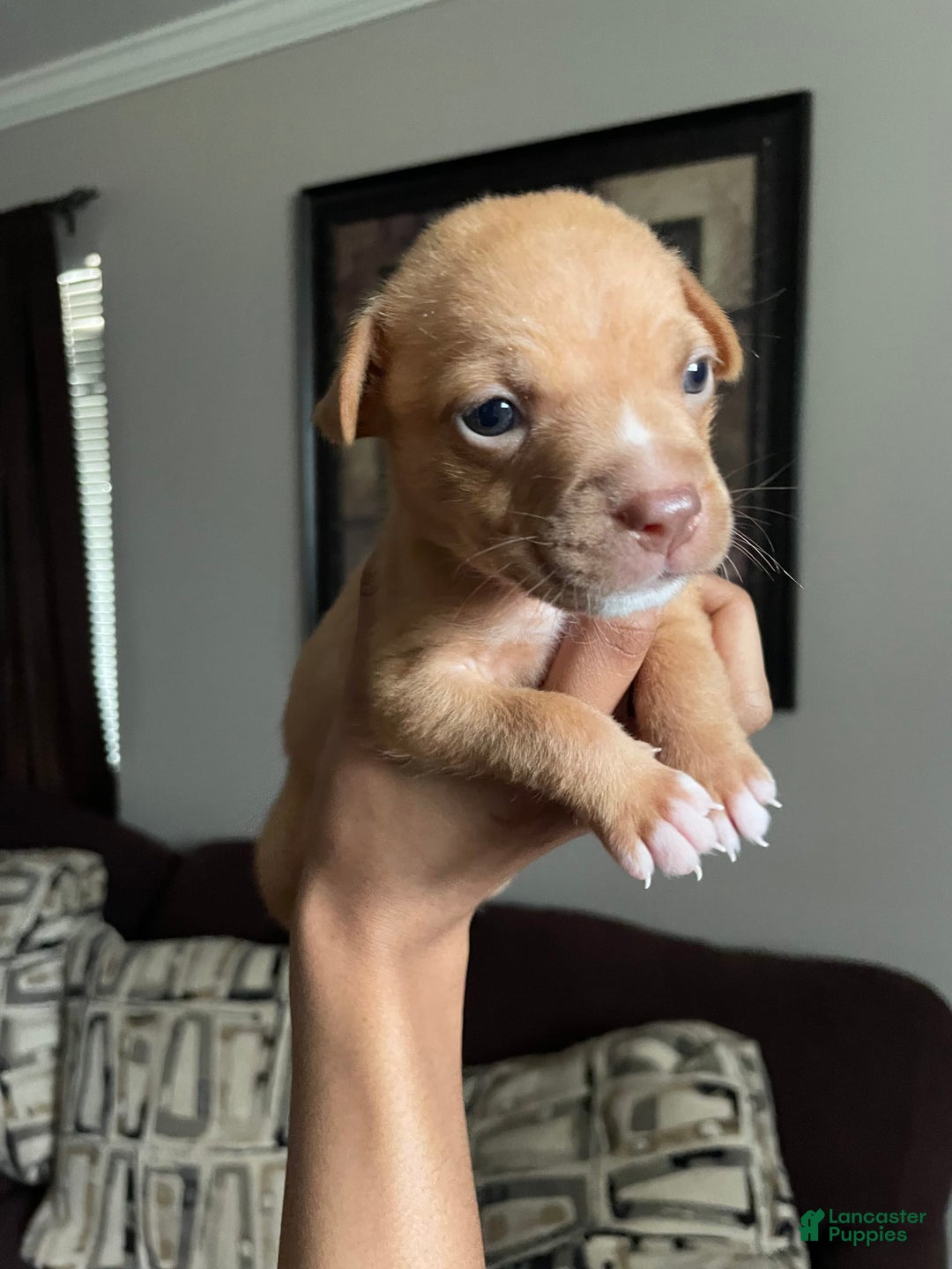 American Bully dogs for sale: Na - Image 2