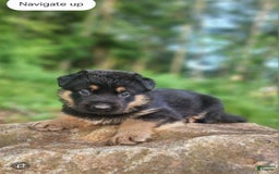 German Shepherd dogs for sale: Kimber - Image 18