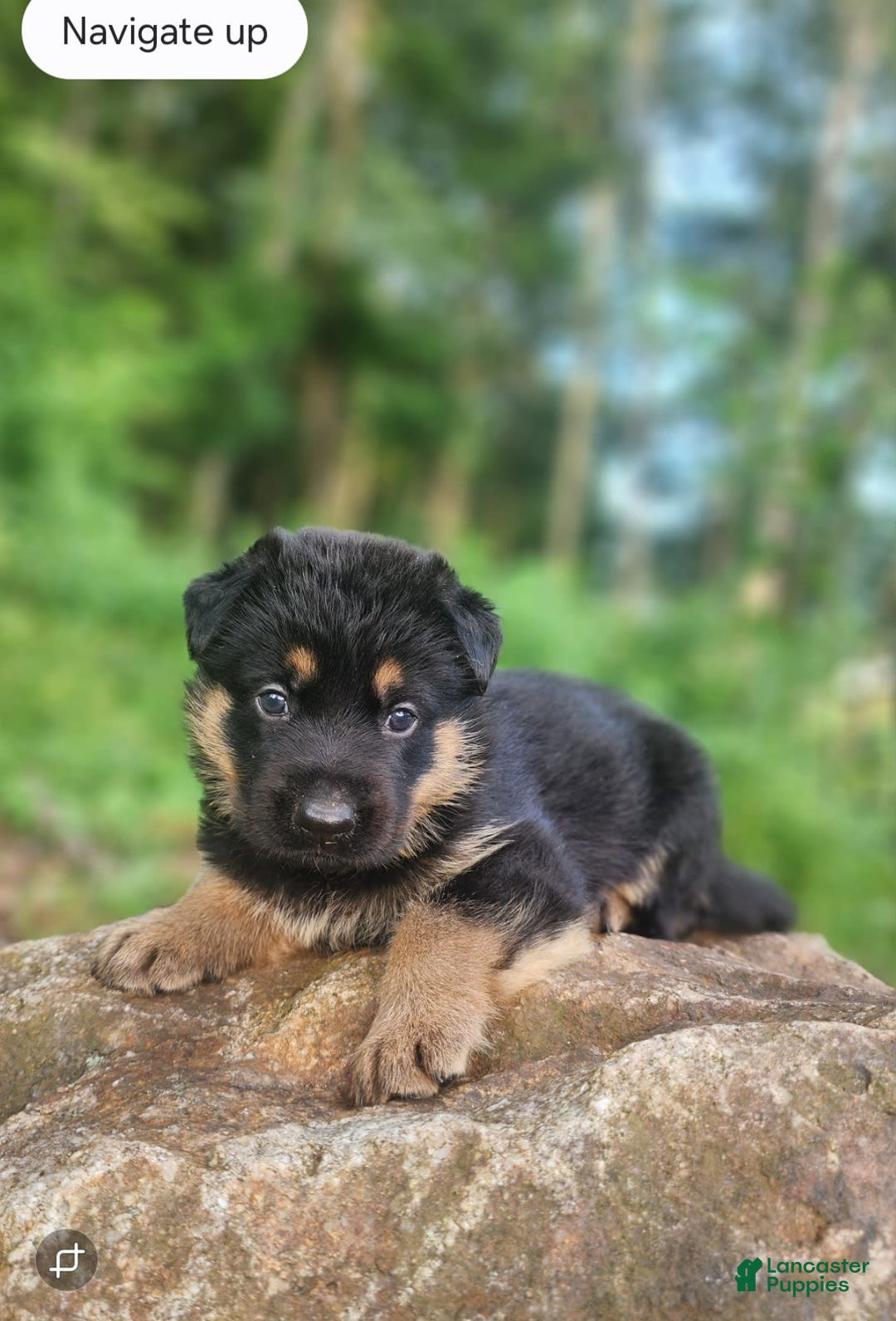 German Shepherd dogs for sale: Kimber - Image 18