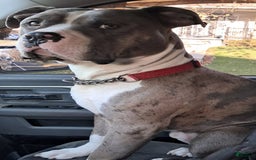 American Pit Bull Terrier dogs for sale: Mama - Image 6