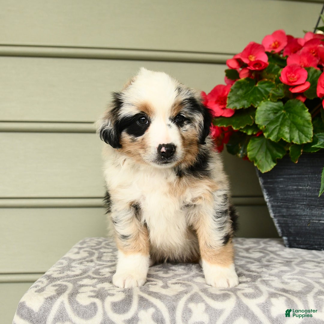 Miniature Australian Shepherd dogs for sale: Pepsi - Image 1