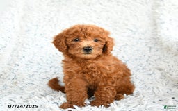  dogs for sale: Mini Goldendoodle 8 puppies - Image 4