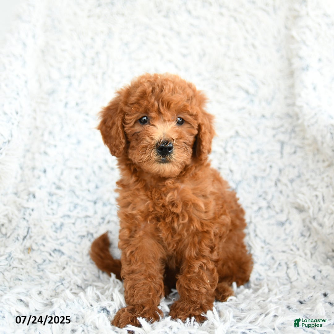  dogs for sale: Mini Goldendoodle 8 puppies - Image 4