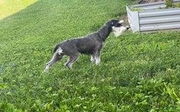 Miniature Schnauzer dogs for sale: Tillie - Image 7