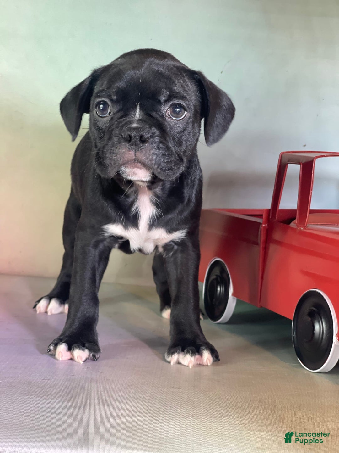 Frenchton dogs for sale: Coal Dna Clear - Image 3