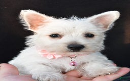 West Highland Terrier dogs for sale: Oona - Image 7