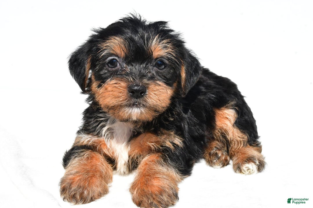 Shorkie dogs for sale: Wafa - Image 5