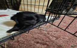 Cocker Spaniel dogs for sale: Oreo - Image 2