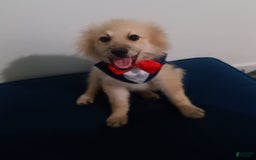 Pomeranian dogs for sale: Coconut - Image 1