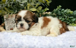 Shih Tzu dogs for sale: Ashley - Image 2