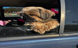 Shih Tzu dogs for sale: Pretty Girl - Image 8