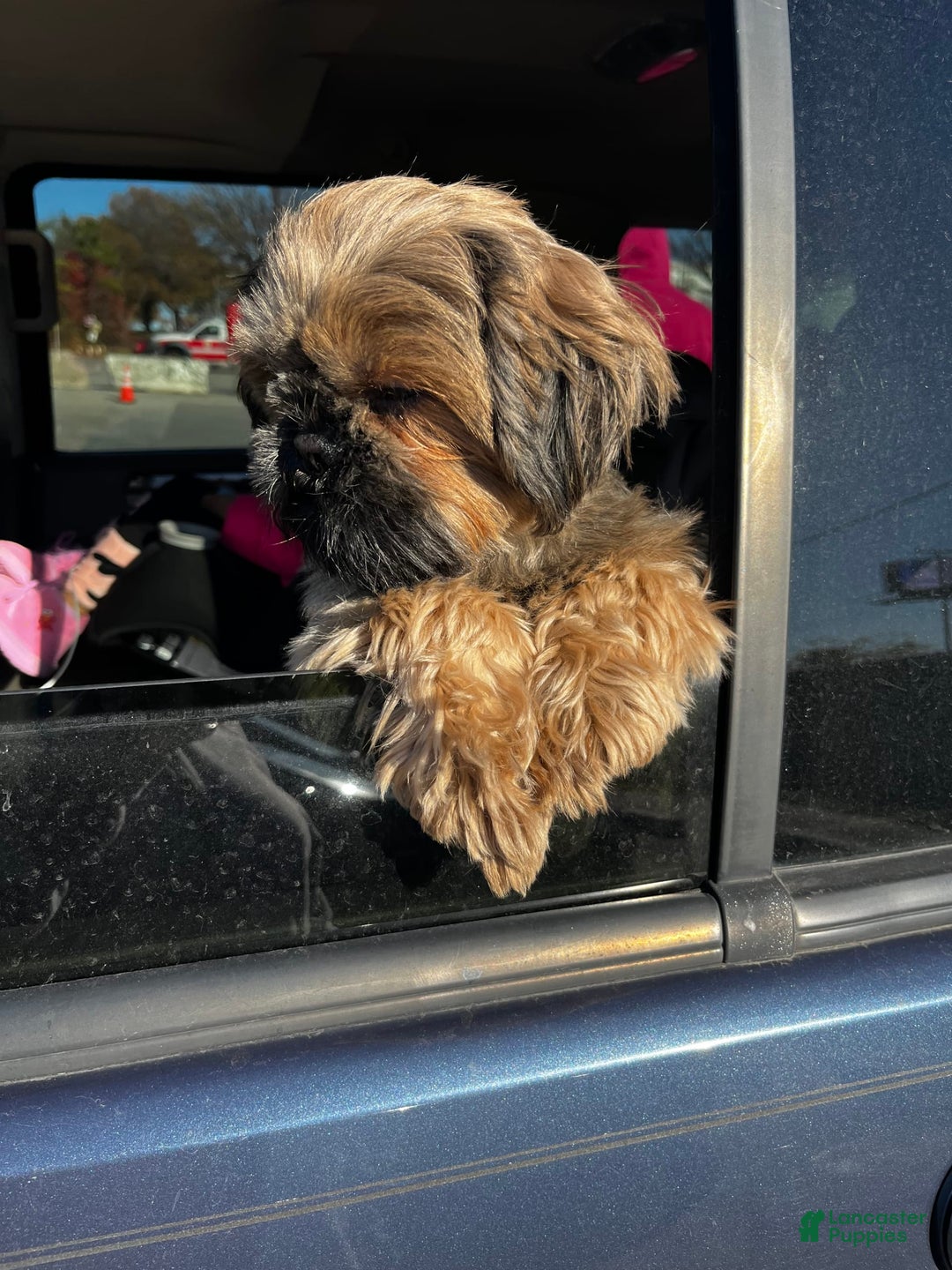 Shih Tzu dogs for sale: Pretty Girl - Image 8