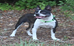 Boston Terrier dogs for sale: Luca - Image 6