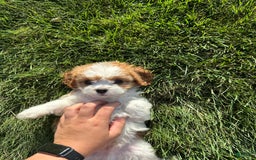 Cavachon dogs for sale: Paws - Image 1