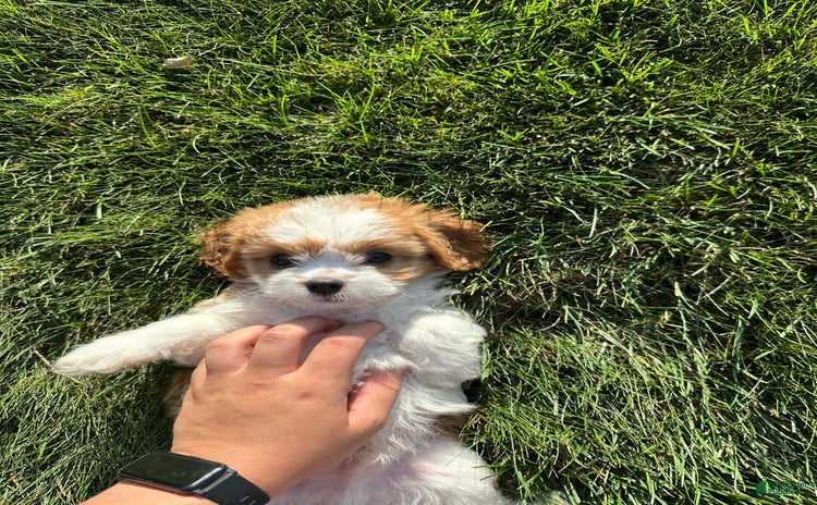 Cavachon dogs for sale - Ad 3