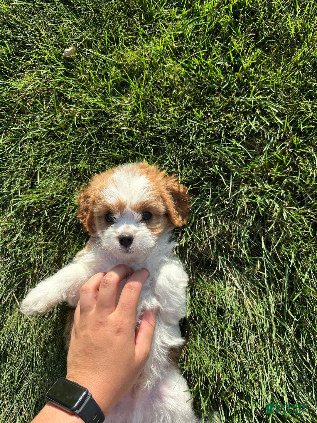 Cavachon dogs for sale: Paws - Image 1