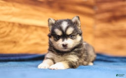 Pomsky dogs for sale: Roxy - Image 4