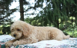 Miniature Poodle dogs for sale: Caramel - Image 5
