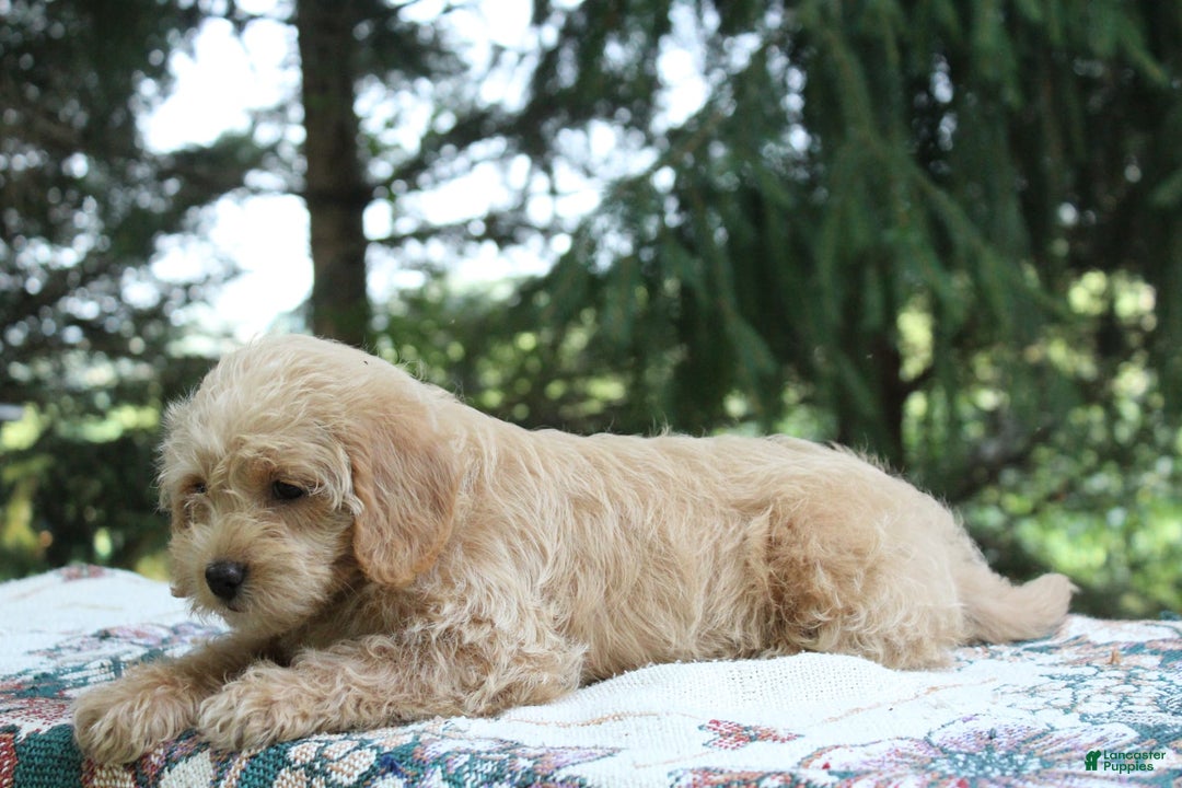 Miniature Poodle dogs for sale: Caramel - Image 5