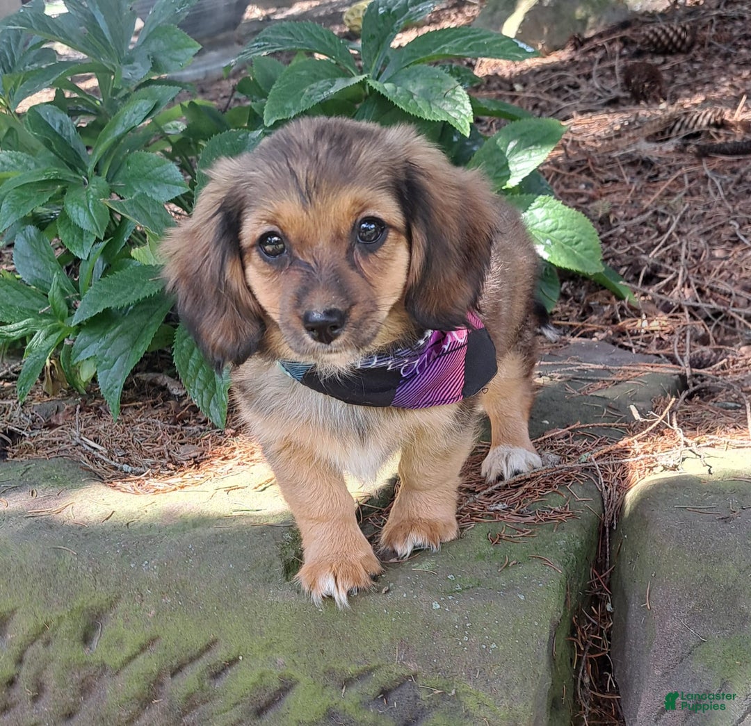 Miniature Dachshund dogs for sale: Millie - Image 5