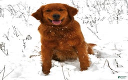 Golden Retriever dogs for sale: Rusty - Image 4
