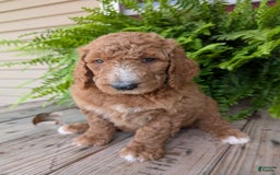 Goldendoodle dogs for sale: Asher - Image 19