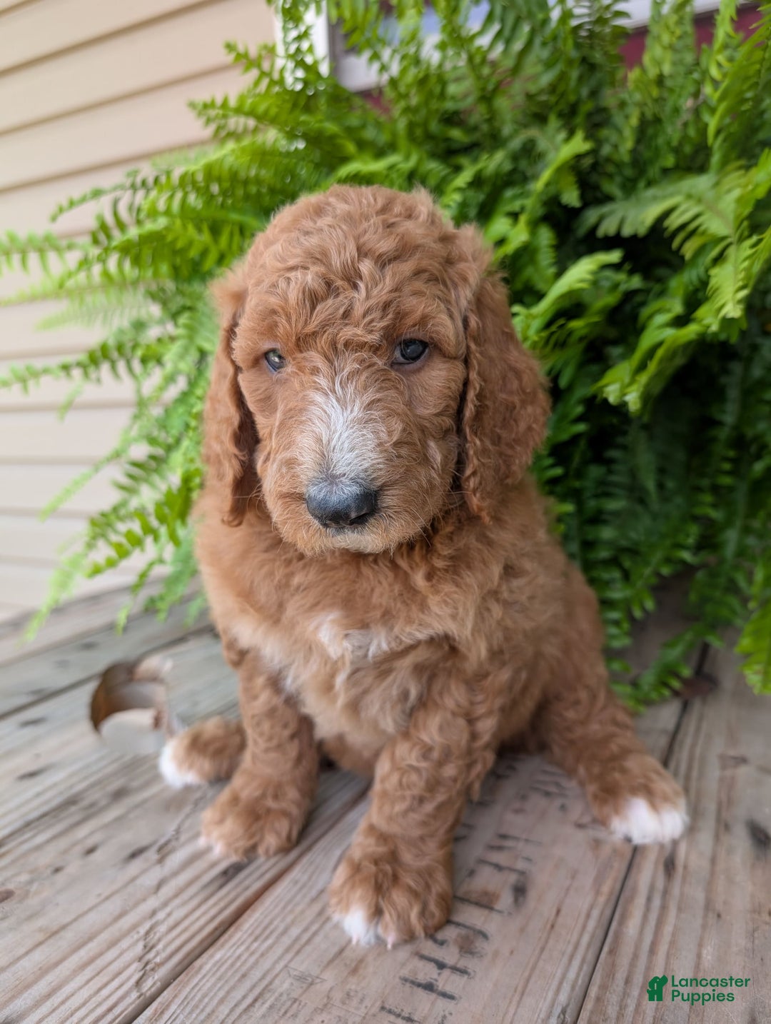 Goldendoodle dogs for sale: Asher - Image 19