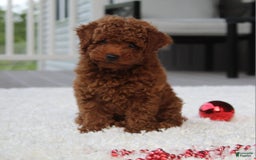 Toy Poodle dogs for sale: Elri - Image 1