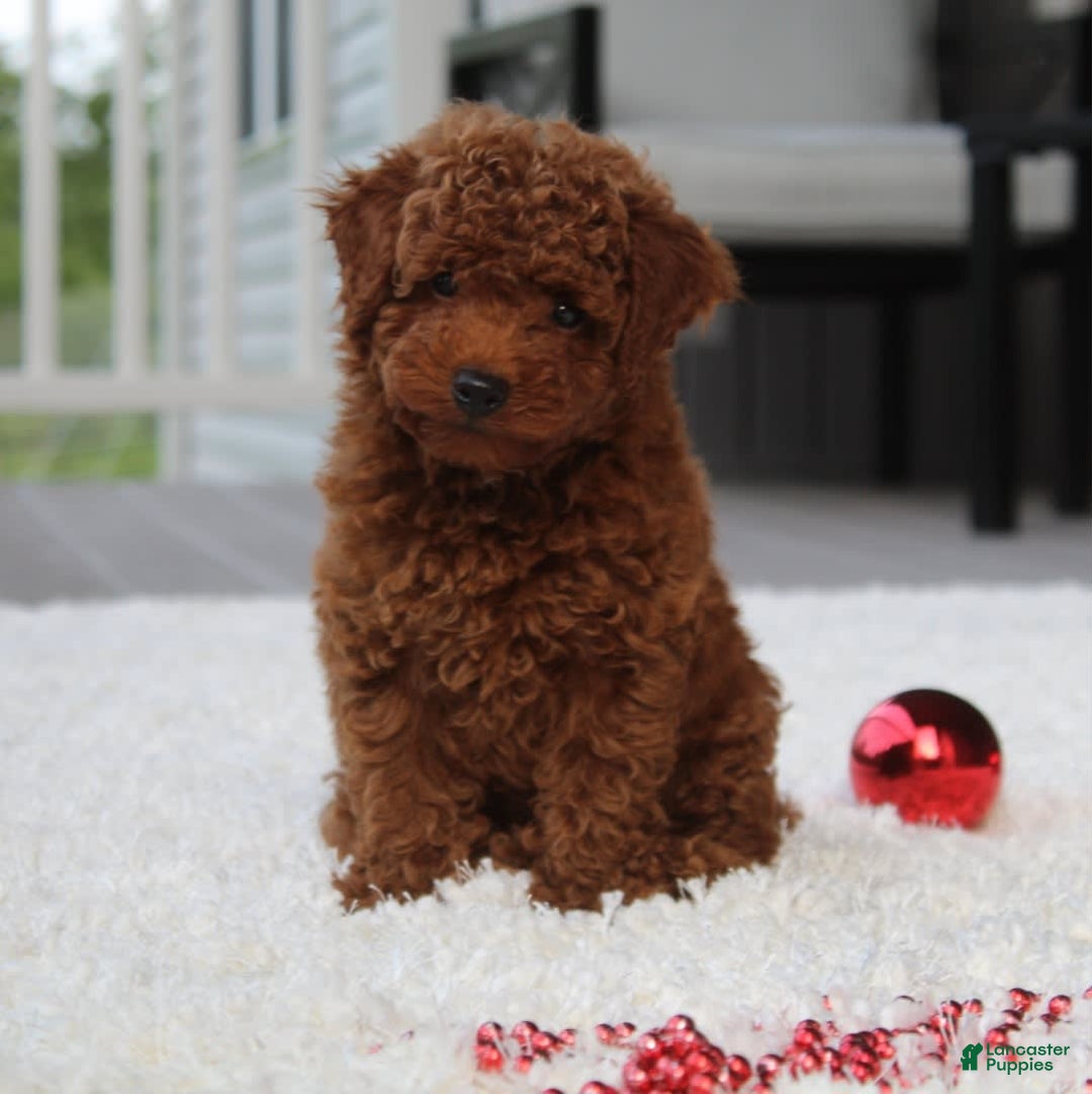 Toy Poodle dogs for sale: Elri - Image 1