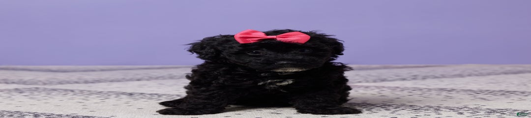 Petunia