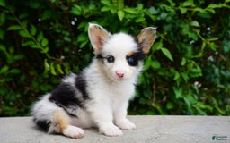 American Corgi dogs for sale: Blue - Image 4